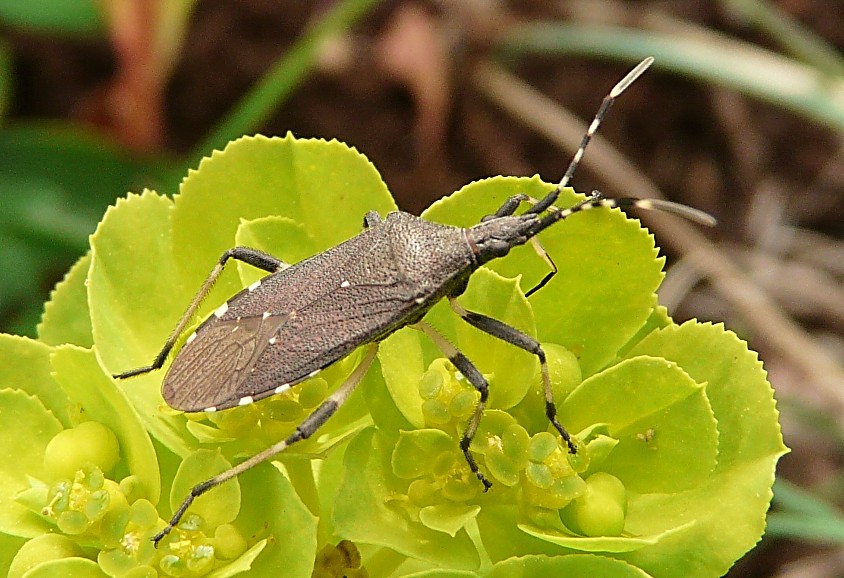 Dicranocephalus agilis